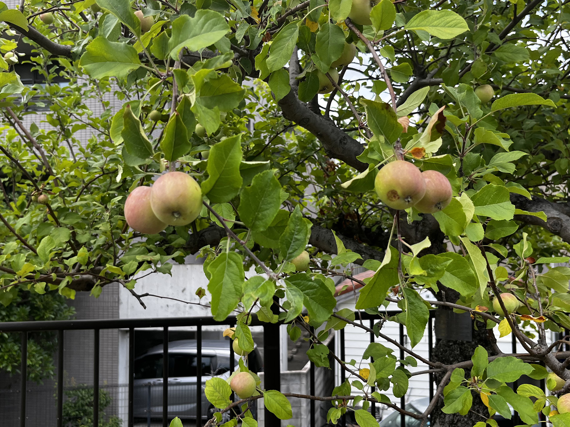 2022年も臨港線の震災復興りんごの木はなってます