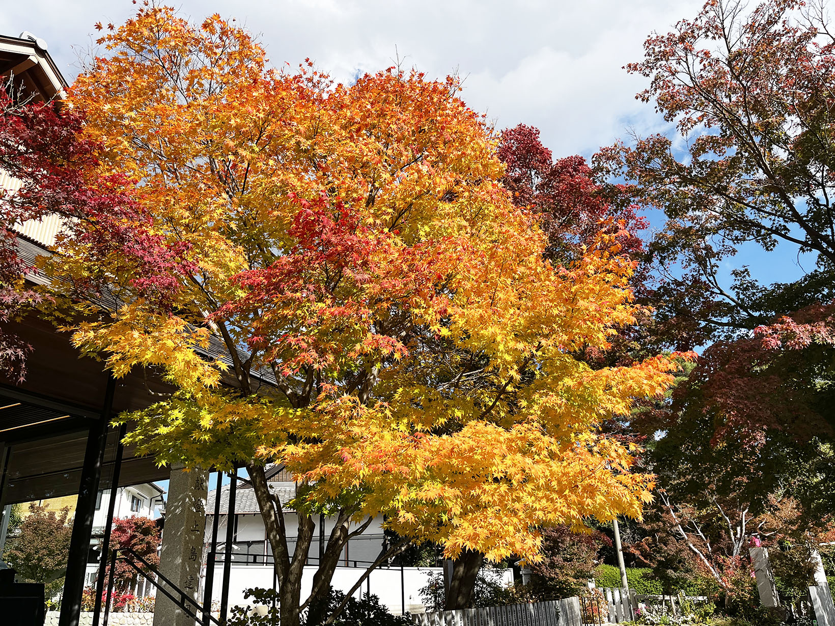 芦屋神社 やっぱり紅葉がきれい。2024年版