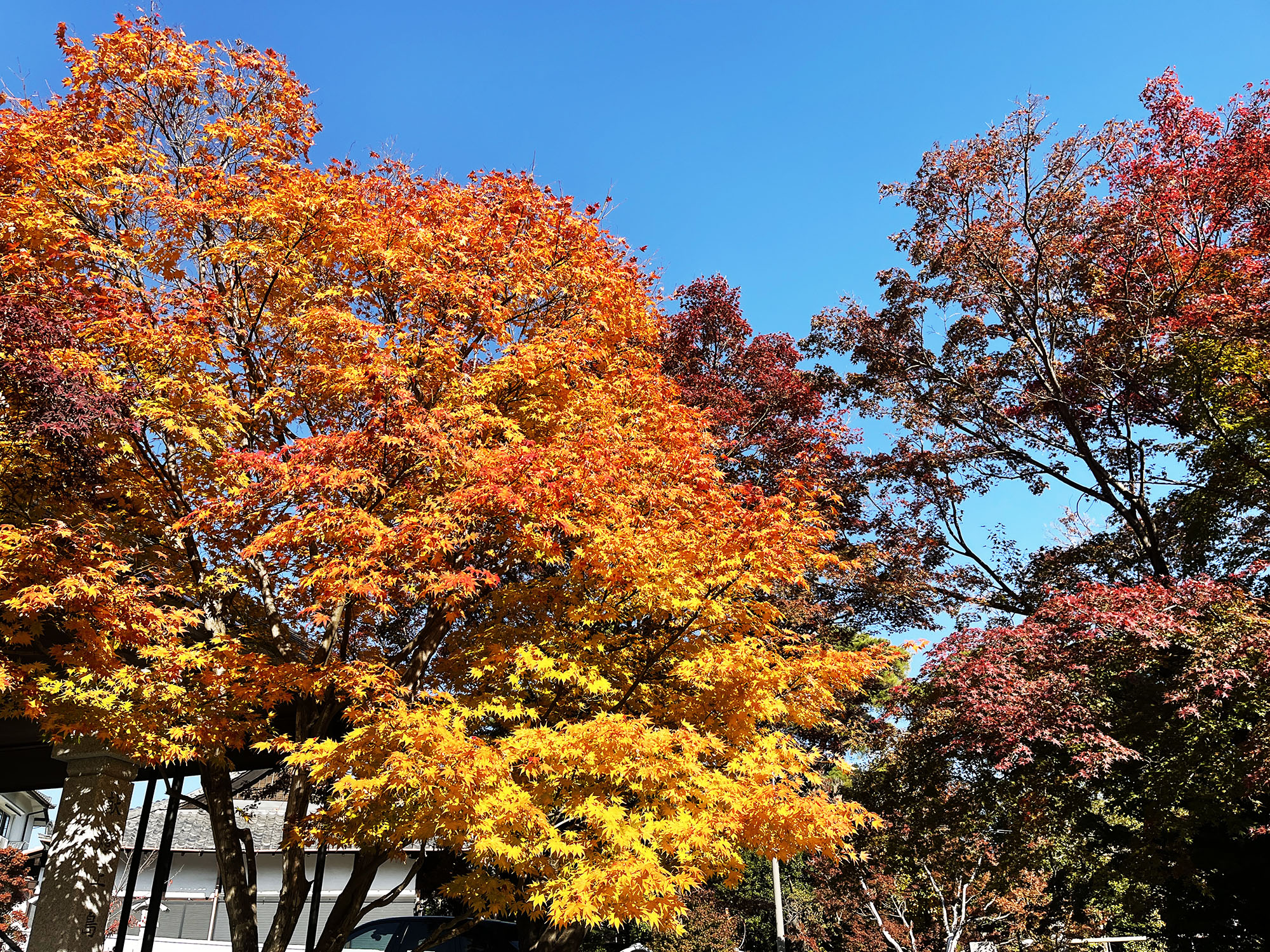 芦屋神社 紅葉がきれい。2023年版