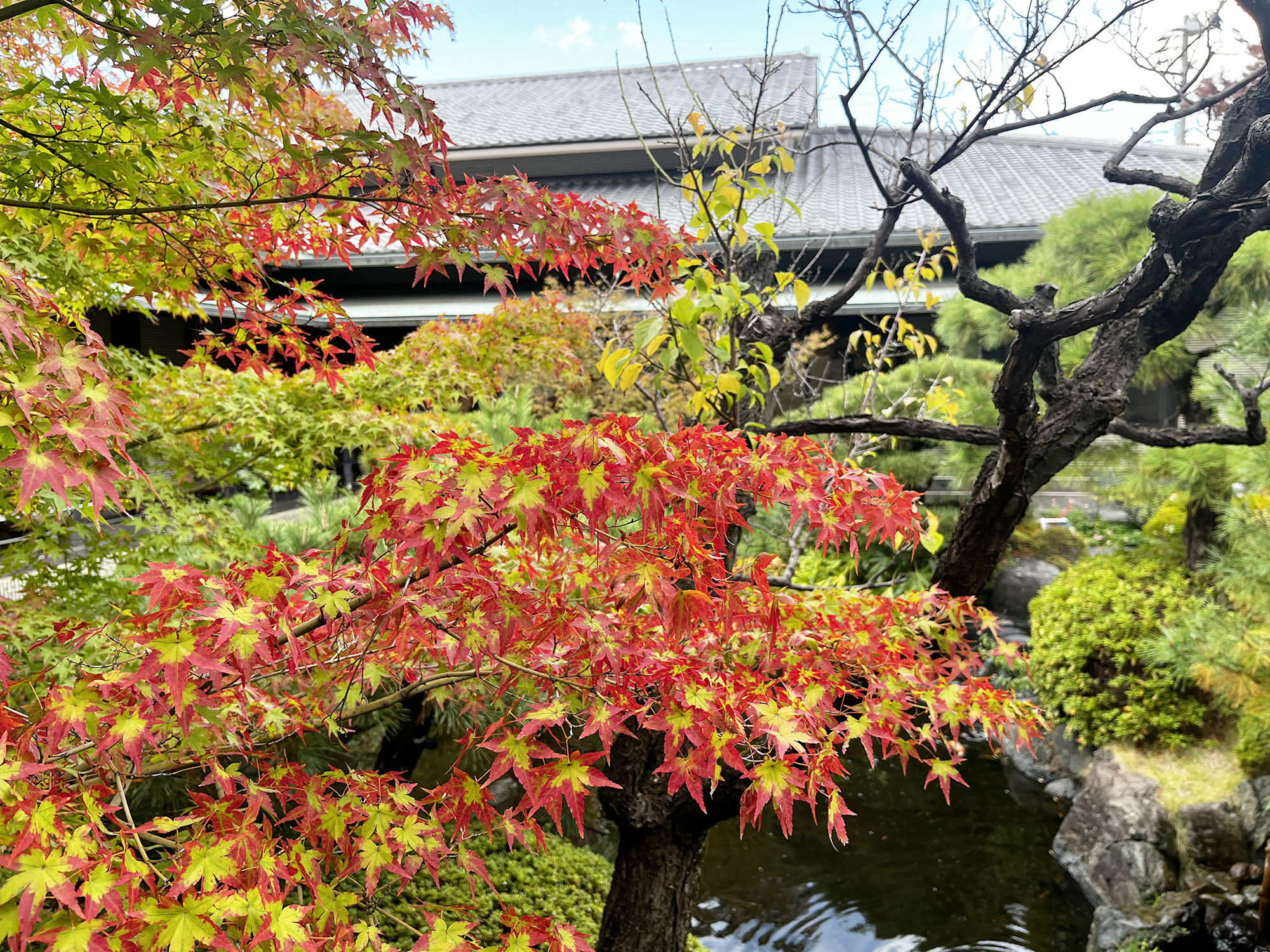 こっそりきれいな谷崎潤一郎記念館の庭