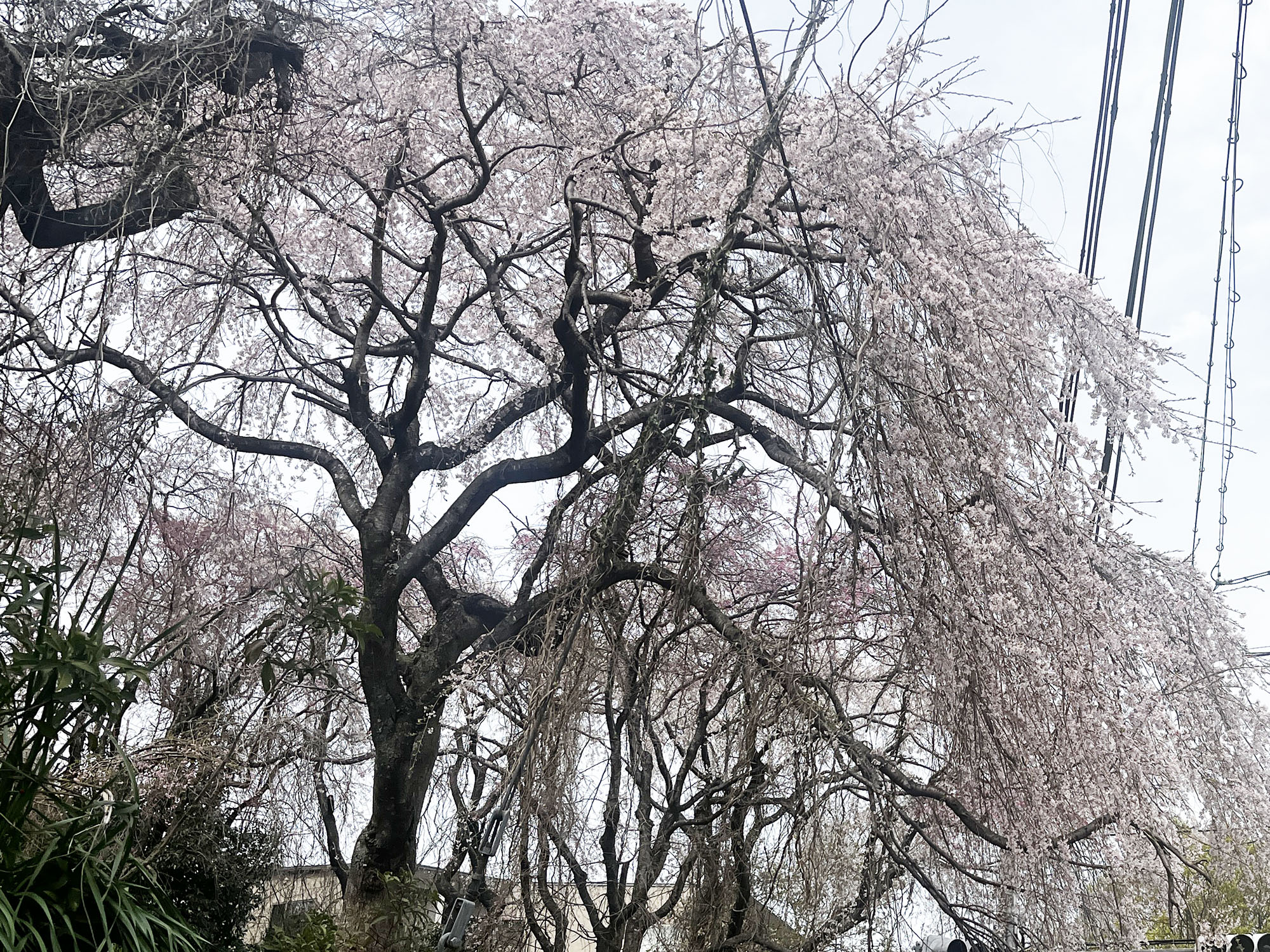 芦屋六麓荘の交差点に枝垂れ桜がたくさん